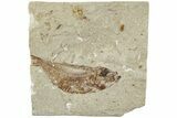 Cretaceous Fossil Fish (Armigatus) - Lebanon #238344-1